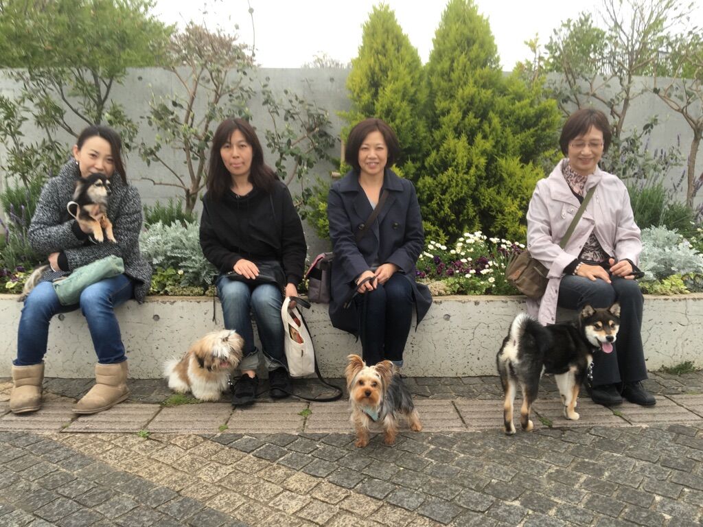 横浜市の犬のしつけレッスン/今日のわん子達