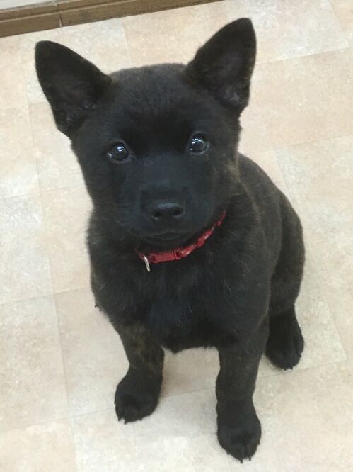 横浜市の犬のしつけレッスン/中区 甲斐犬 梅ちゃん 3ヶ月