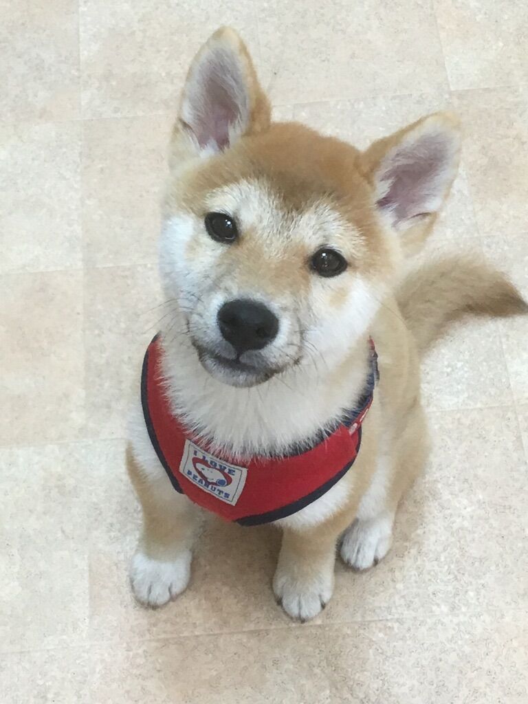 横浜市の犬のしつけレッスン/海老名市 豆柴 豆ノ助くん 5ヶ月
