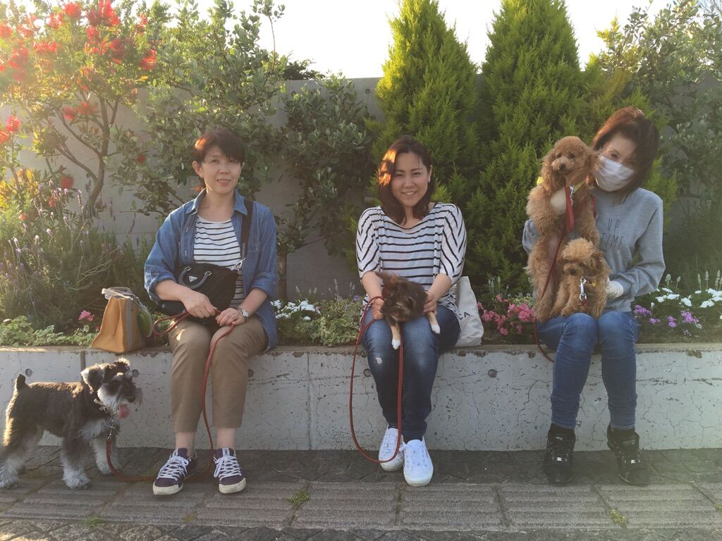 横浜市の犬のしつけレッスン/今日のわん子達
