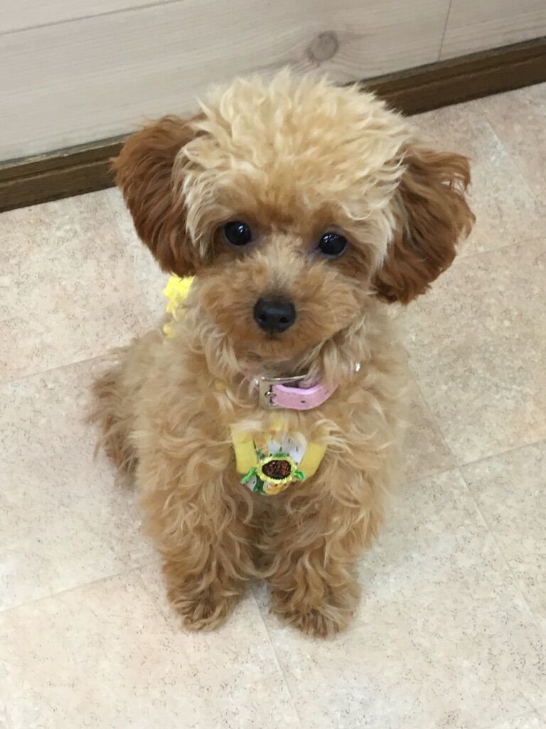 横浜市の犬のしつけレッスン/旭区 トイ・プードル クレアちゃん 7ヶ月