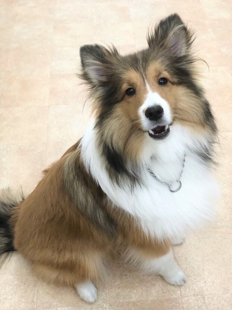 横浜市の犬のしつけレッスン/今日のわん子達