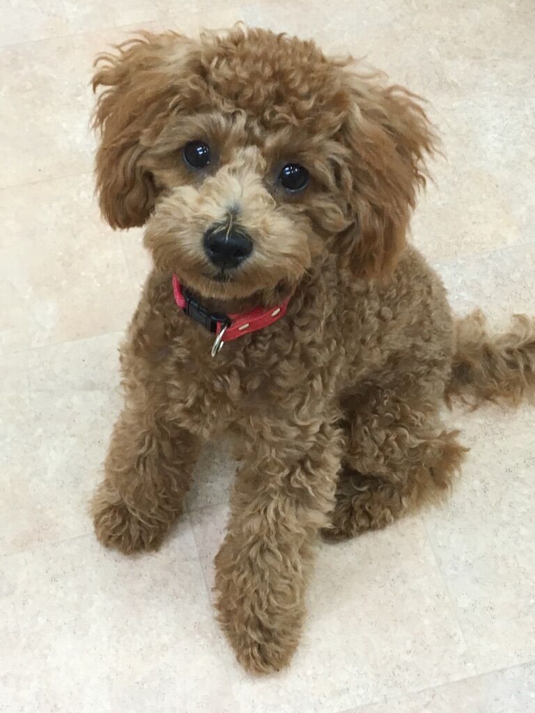 横浜市の犬のしつけレッスン/港南区 トイ・プードル りんごちゃん 5ヶ月 