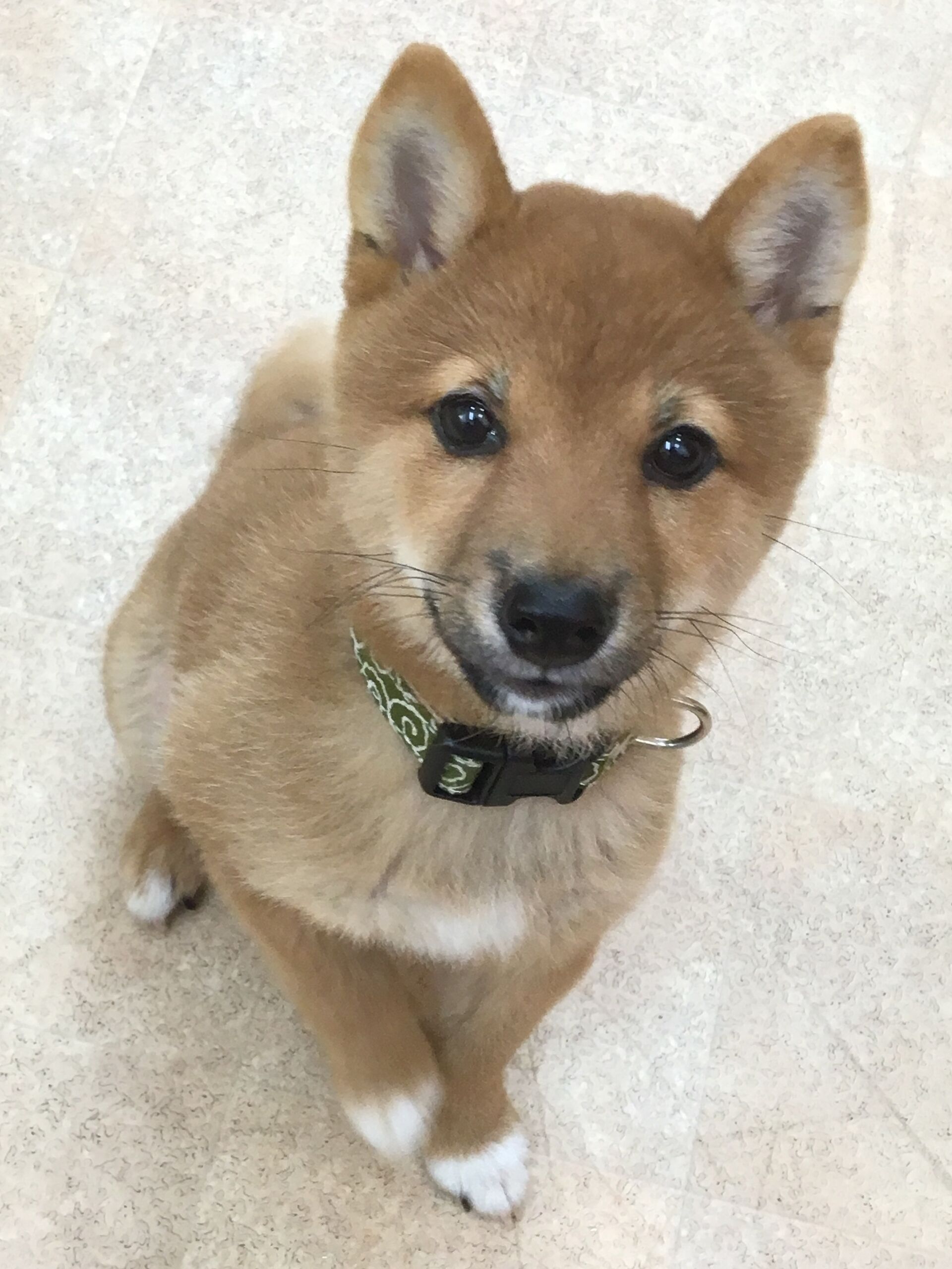 横浜市の犬のしつけレッスン/旭区 豆柴 ハチくん 4ヶ月