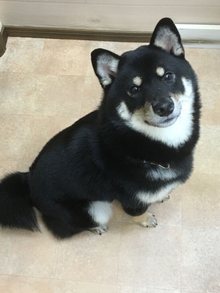 横浜市の犬のしつけレッスン/南区 柴犬 あずきちゃん ９ヶ月