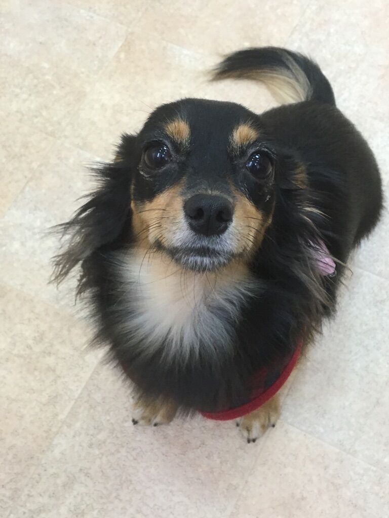 横浜市の犬のしつけレッスン/金沢区 チワックス ティノちゃん 1才