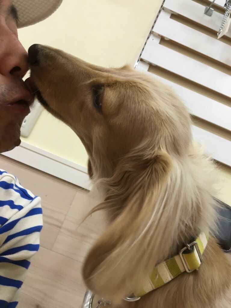 横浜市の犬のしつけレッスン/神奈川区 M.ダックスフント まめ太くん 2才