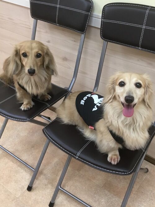 横浜市の犬のしつけレッスン/中区 M.ダックスフント まりあちゃん＆のどかちゃん
