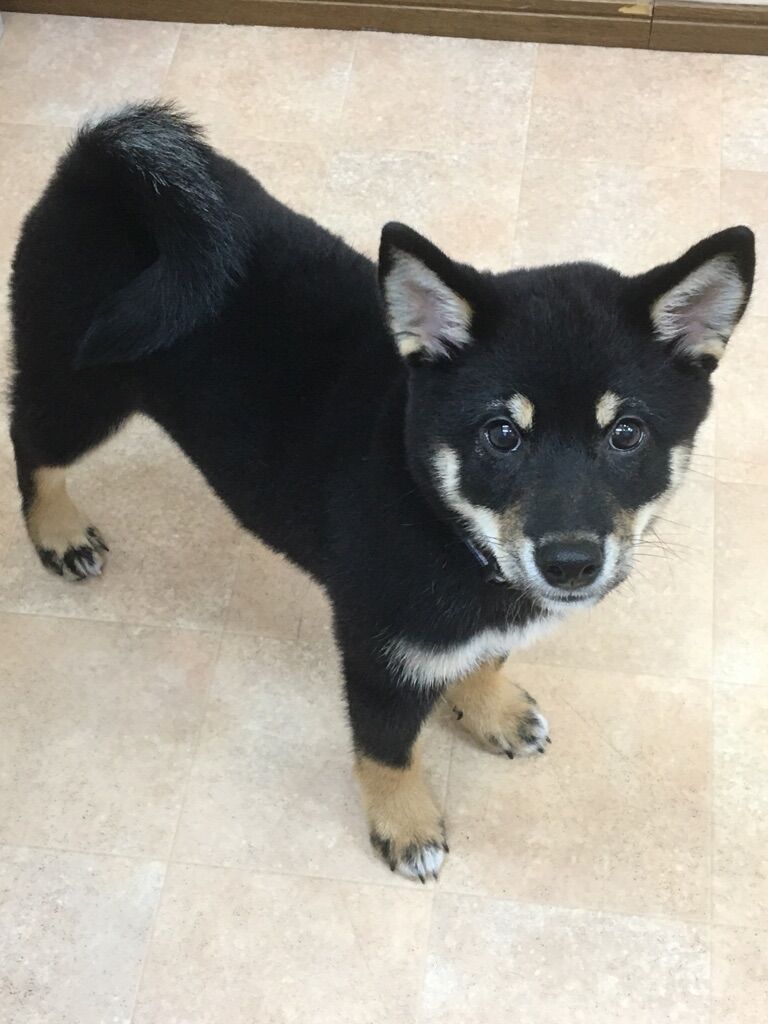 横浜市の犬のしつけレッスン/保土ケ谷区 柴 飛梅ちゃん ３ヶ月
