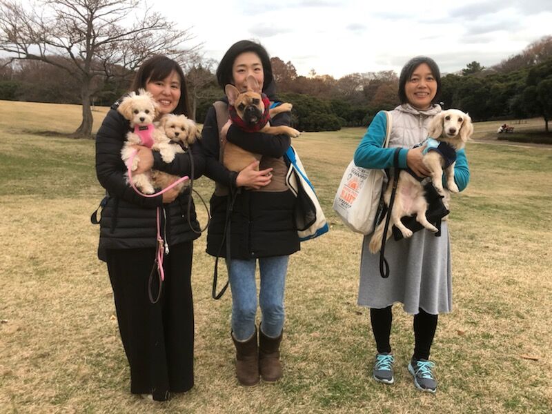 横浜市の犬のしつけレッスン/神奈川区 パピヨン バロンくん 2才