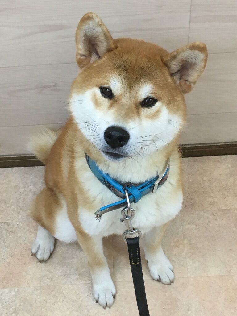 横浜市の犬のしつけレッスン/南区 柴犬 ねむくん 1才
