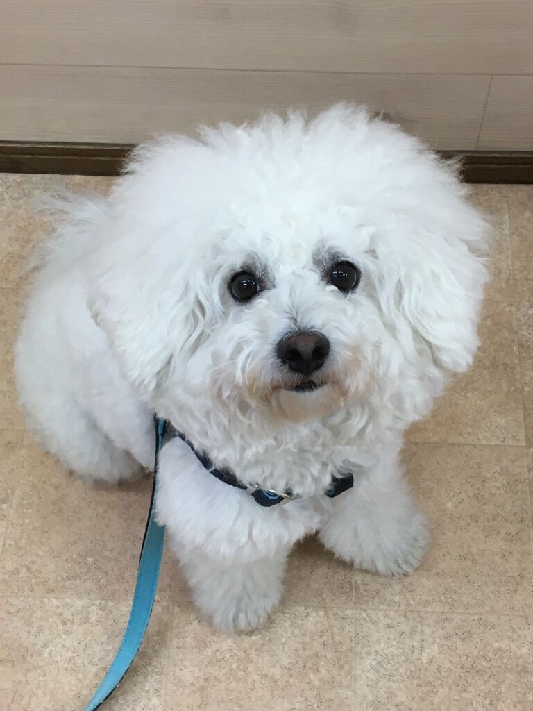 横浜市の犬のしつけレッスン/八王子市 ビション・フリーゼ フクくん 2才