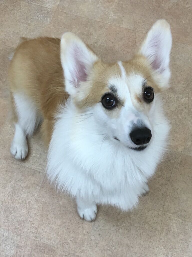 横浜市の犬のしつけレッスン/中区 W.コーギー・ペンブローグ 姫ちゃん 1才