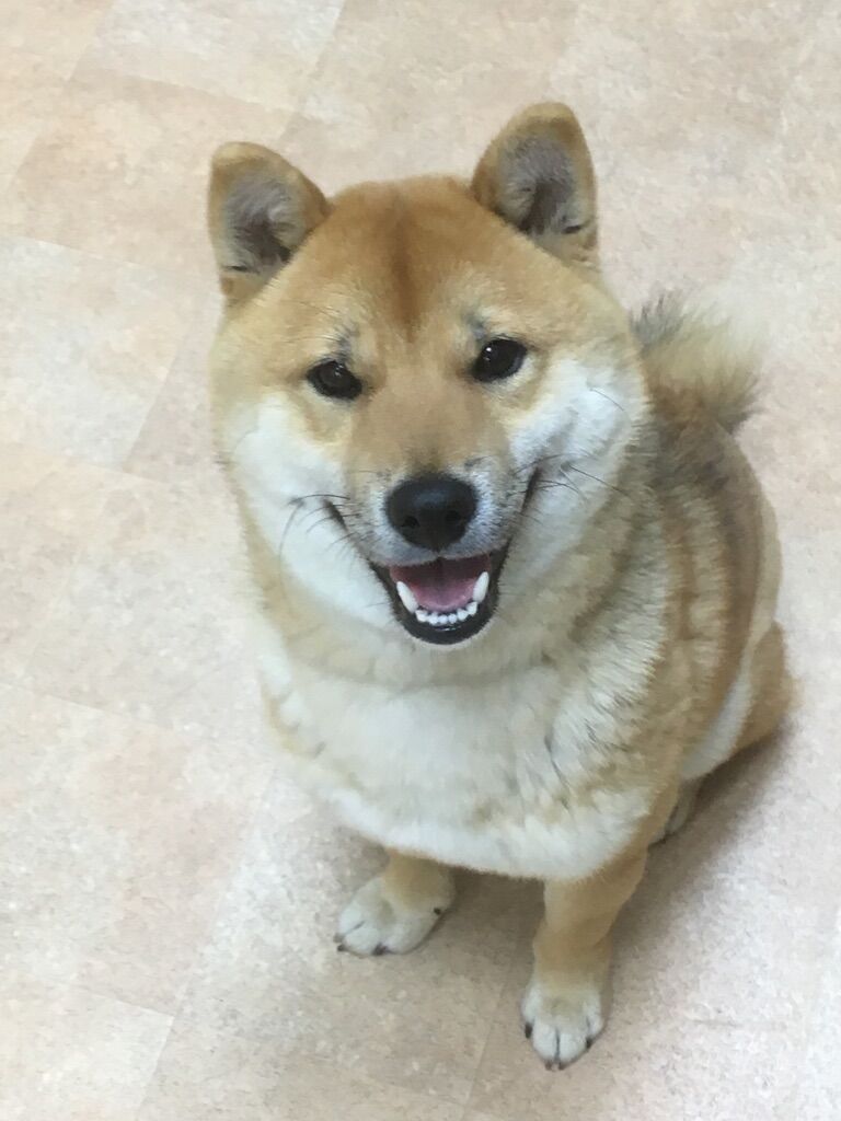 横浜市の犬のしつけレッスン/西区 柴犬 Maxくん 10ヶ月