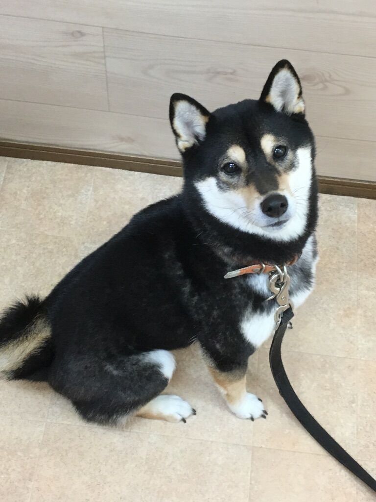 横浜市の犬のしつけレッスン/南区 柴犬 まろちゃん 3才
