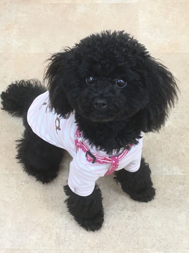 横浜市の犬のしつけレッスン/中区 トイ・プードル ノアちゃん 7ヶ月