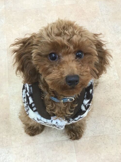 横浜市の犬のしつけレッスン/金沢区 トイ・プードル ジュリくん 4ヶ月