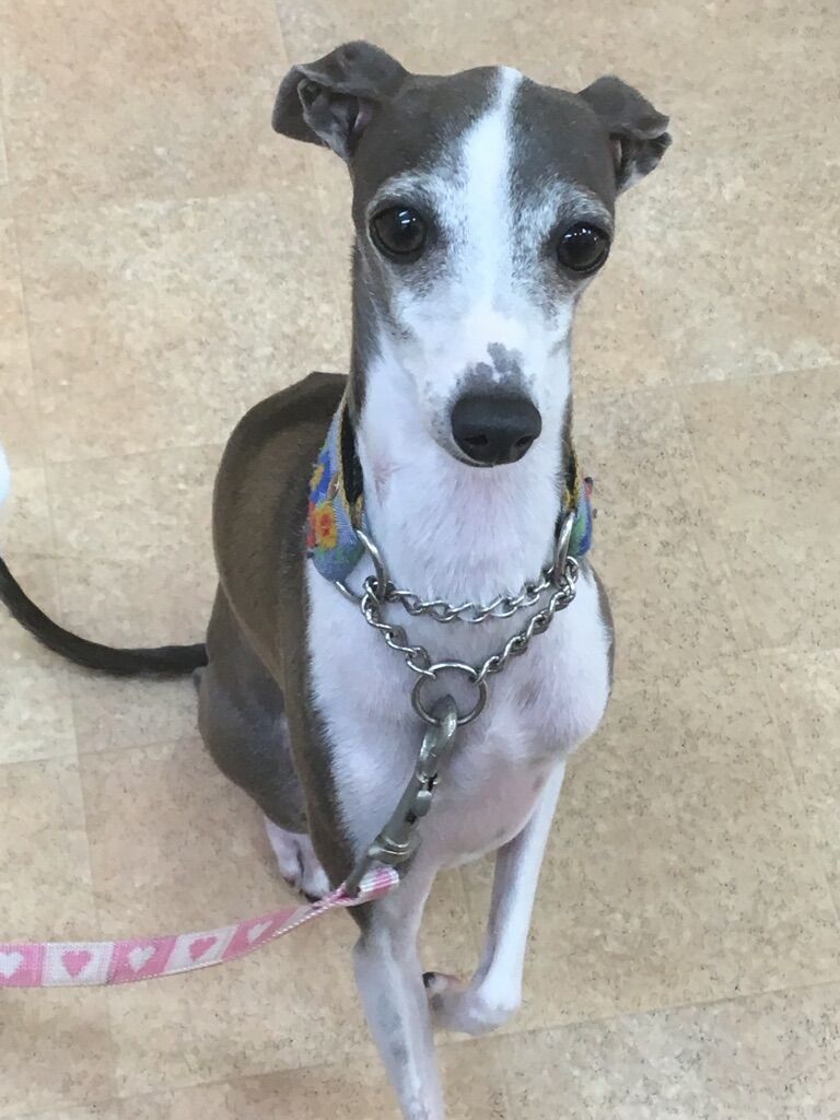 横浜市の犬のしつけレッスン/川崎市 I.グレイハウンド はるるちゃん 2才