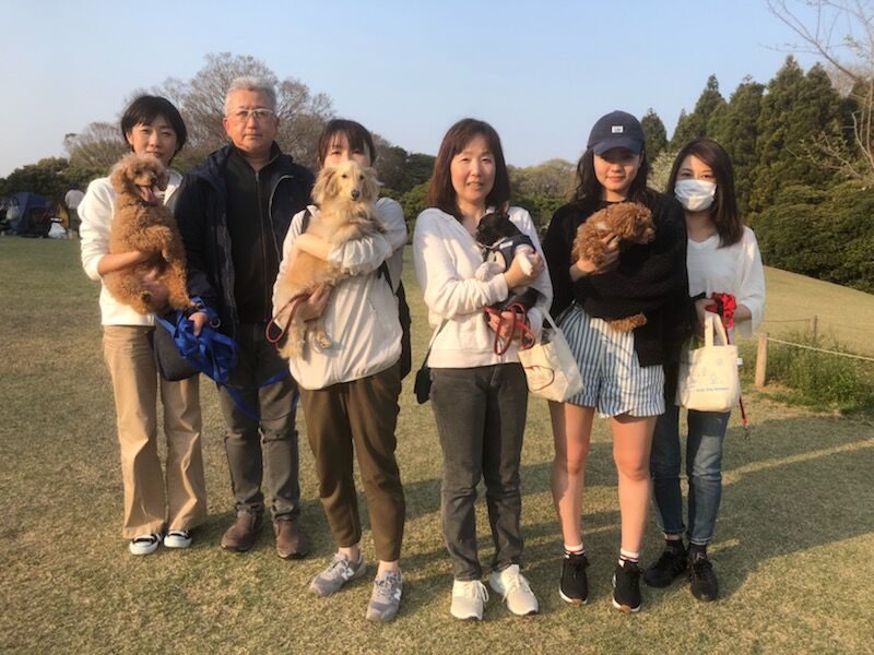 横浜市の犬のしつけレッスン/中区 豆柴 小白くん 1才