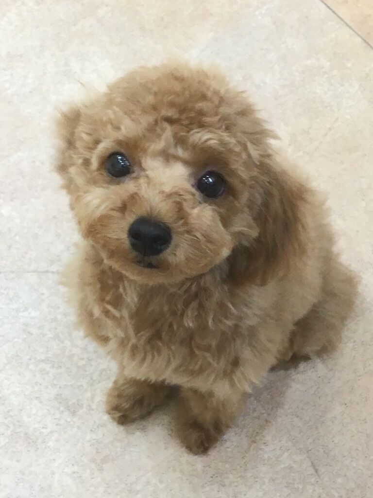 横浜市の犬のしつけレッスン/港南区 トイ・プードル 翔平くん 5ヶ月