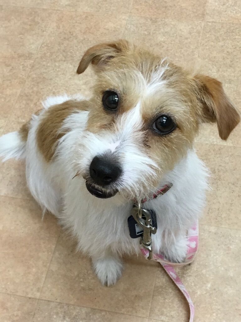 横浜市の犬のしつけレッスン/栄区 J.ラッセル・テリア タンタンちゃん 1才5ヶ月