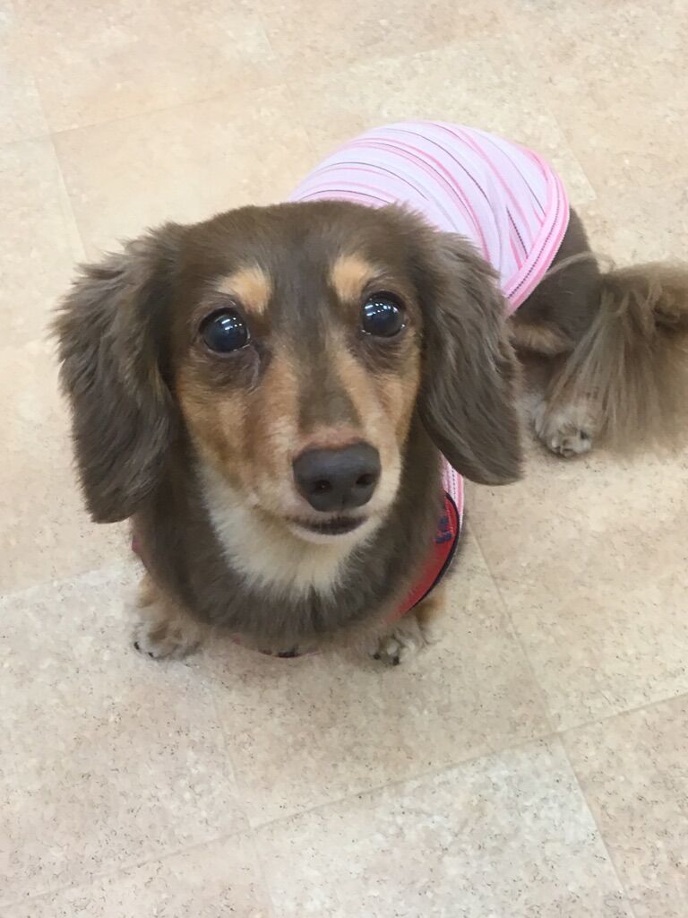 横浜市の犬のしつけレッスン/保土ケ谷区 M.ダックス・フント メイちゃん 10才