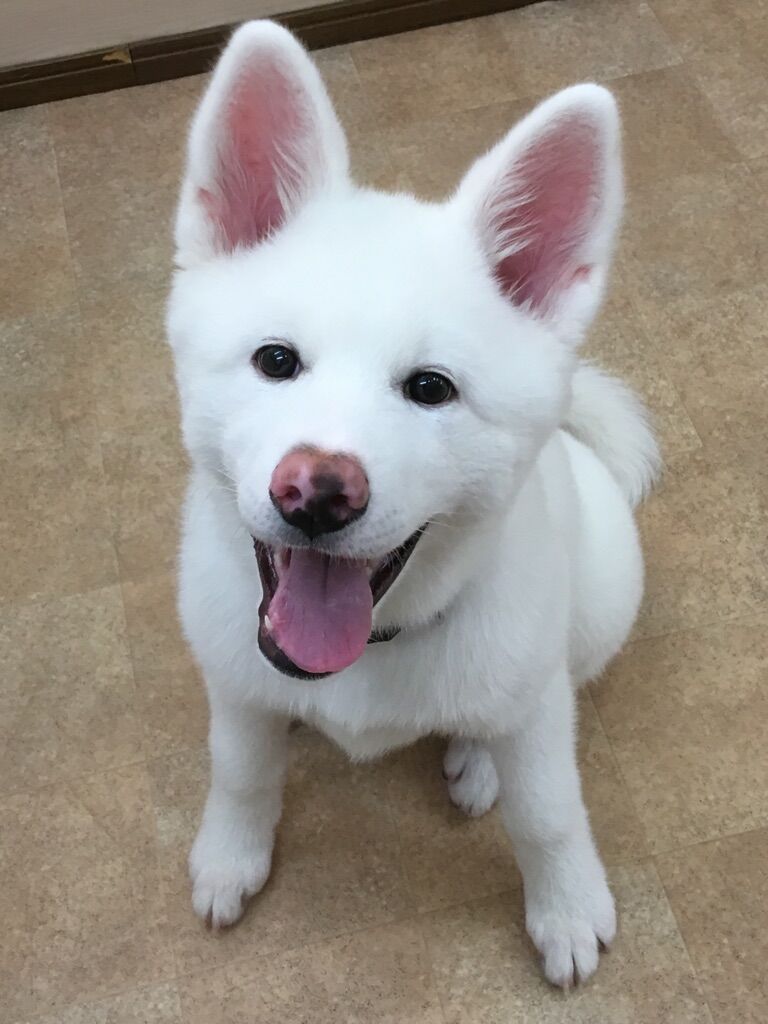 横浜市の犬のしつけレッスン/神奈川区 秋田犬 ブランちゃん 4ヶ月