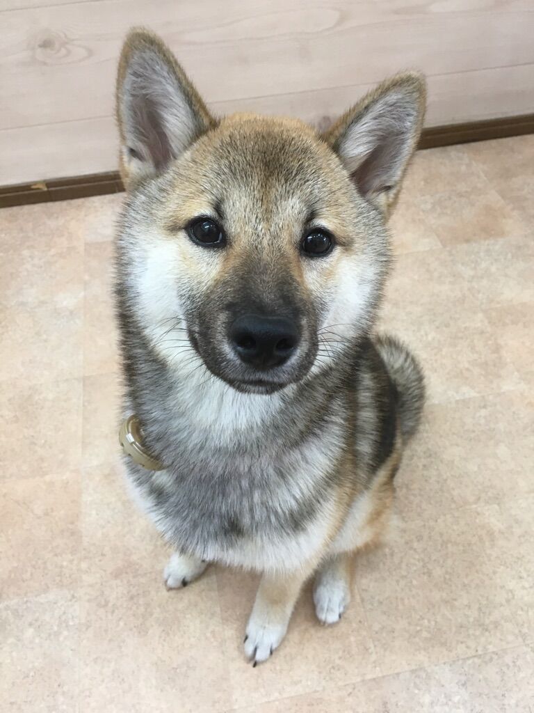 横浜市の犬のしつけレッスン/中区 柴犬 ミルクちゃん 7ヶ月