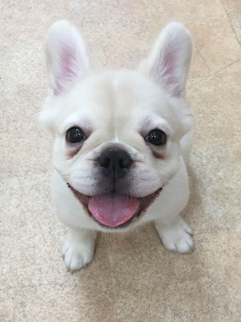 横浜市の犬のしつけレッスン/ 鶴見区 フレンチ・ブルドッグ ベルちゃん 3ヶ月 