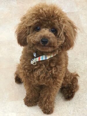 横浜市の犬のしつけレッスン/海老名市 トイ・プードル チロルくん 9ヶ月