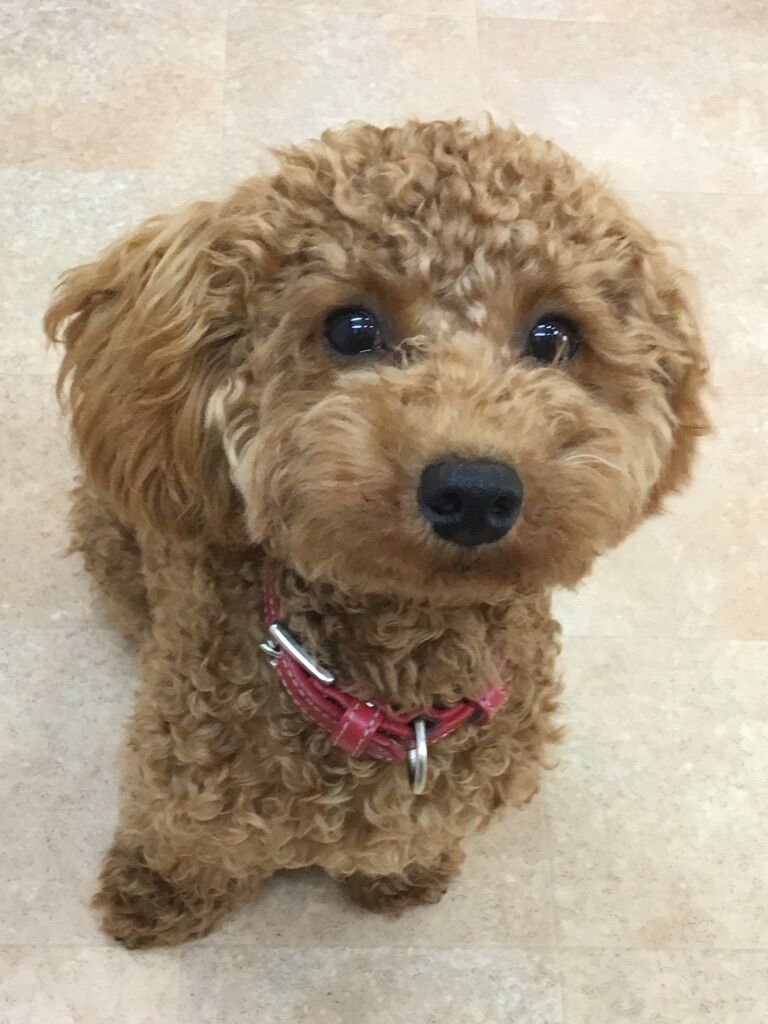 横浜市の犬のしつけレッスン/港北区 トイ・プードル コハクくん 7ヶ月