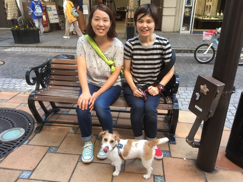 横浜市の犬のしつけレッスン/栄区 J.ラッセル・テリア タンタンちゃん  1才