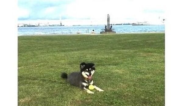 犬を叱るということ
