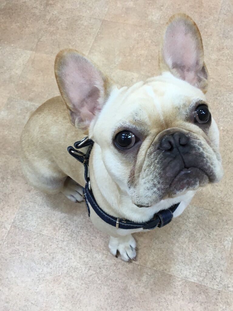 横浜市の犬のしつけレッスン/磯子区 フレンチ・ブルドッグ リブくん 9ヶ月