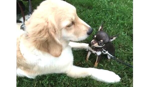 家庭犬は散歩が仕事～問題行動が起きる要因～
