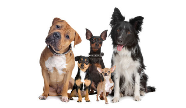 犬を理解しましょう