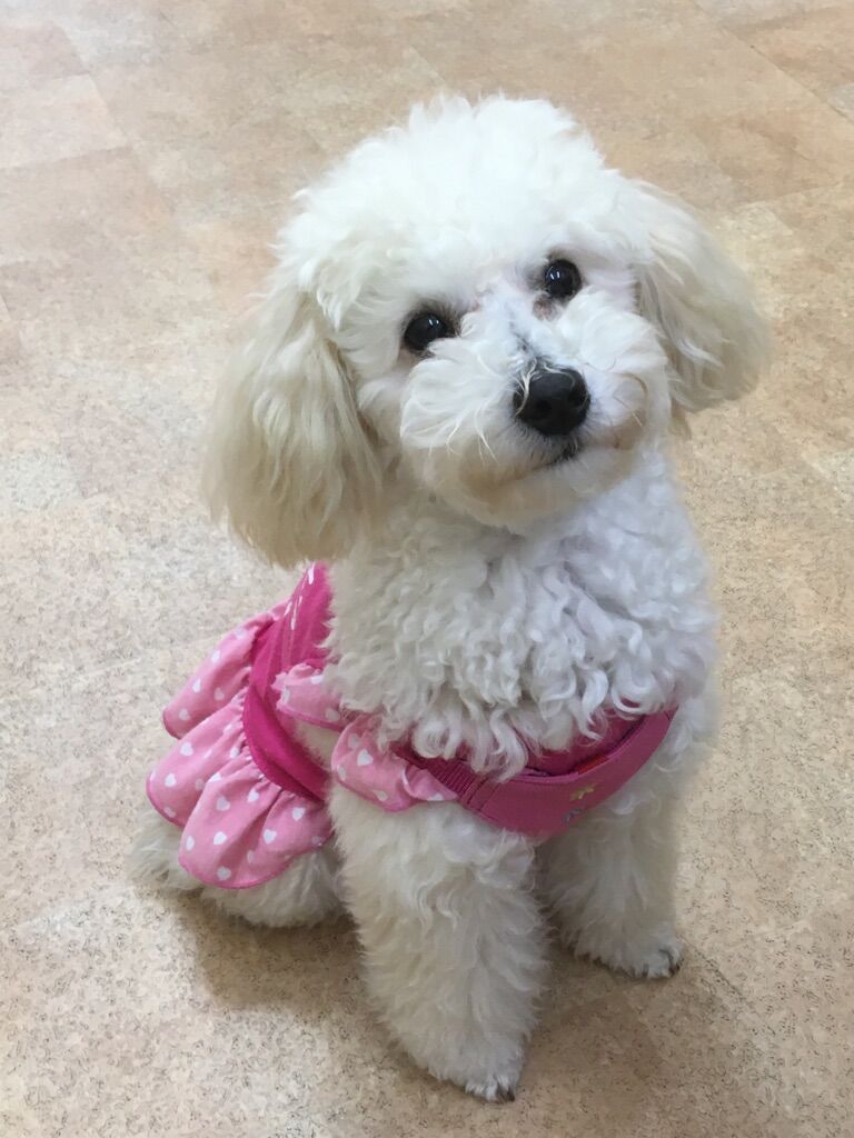 横浜市の犬のしつけレッスン/中区 トイ・プードル メロンちゃん 8ヶ月