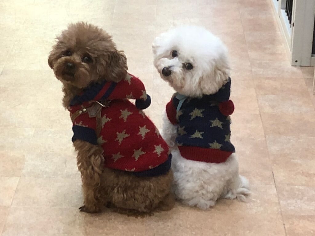 横浜市の犬のしつけレッスン/港北区 トイ・プードル 伝次郎くん 空くん 3才