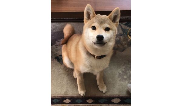 新入生紹介 息吹くん 6ヶ月 柴犬