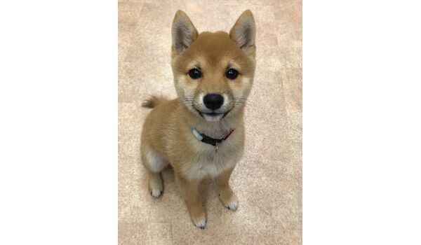 豆柴の海くん、3ヶ月です。
