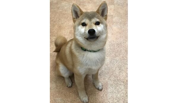 新入生紹介　埼玉県川口市　柴犬　息吹くん　6ヶ月