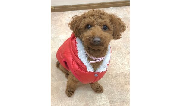 犬のしつけ出張レッスン～新入生紹介～