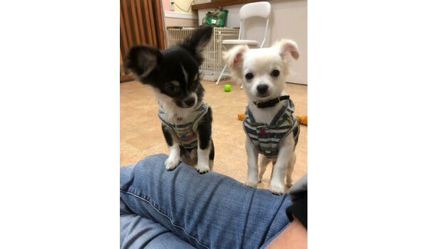 犬のしつけ出張レッスン～新入生紹介～