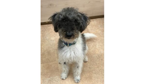 犬のしつけ出張レッスン～新入生紹介～