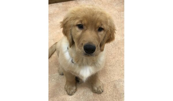 犬のしつけ教室・出張レッスンドッグスクール　ヴィッセ～新入生紹介～