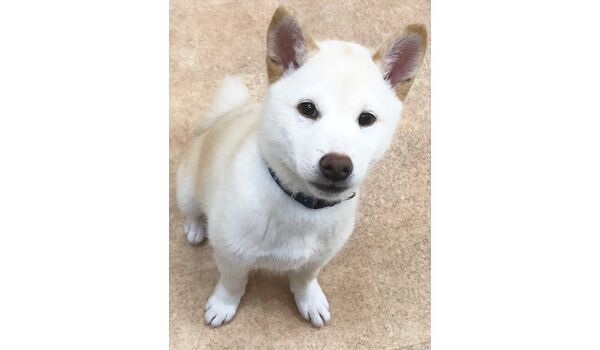 犬のしつけ教室・出張レッスンドッグスクール ヴィッセ～新入生紹介～