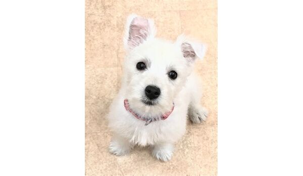 犬のしつけ教室・出張レッスンドッグスクール ヴィッセ～新入生紹介～