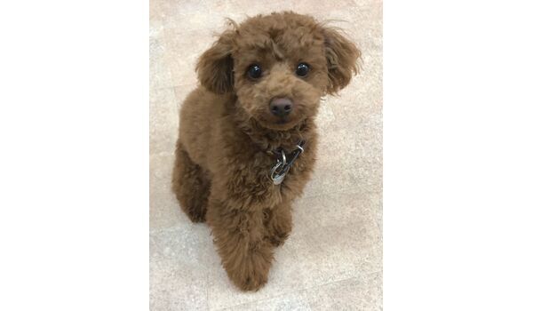 犬のしつけ教室・出張レッスンドッグスクール ヴィッセ～新入生紹介～