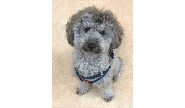 犬のしつけ教室・出張レッスンドッグスクール ヴィッセ～新入生紹介～