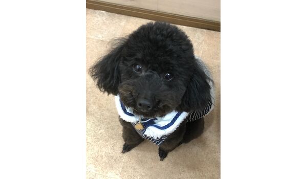 犬のしつけ教室・出張レッスンドッグスクール ヴィッセ～新入生紹介～